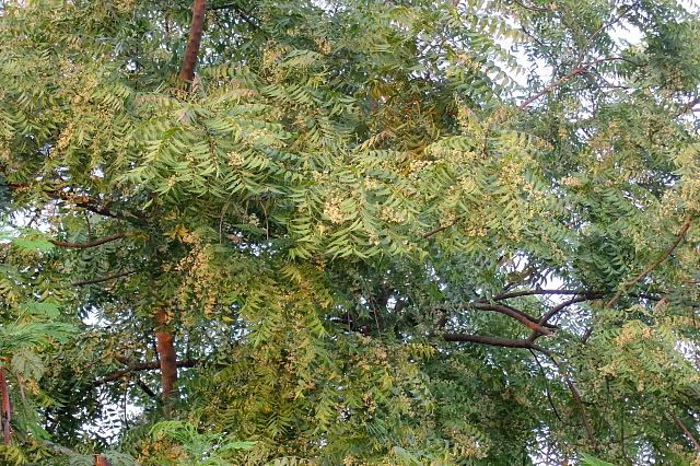 Fragrant Tree