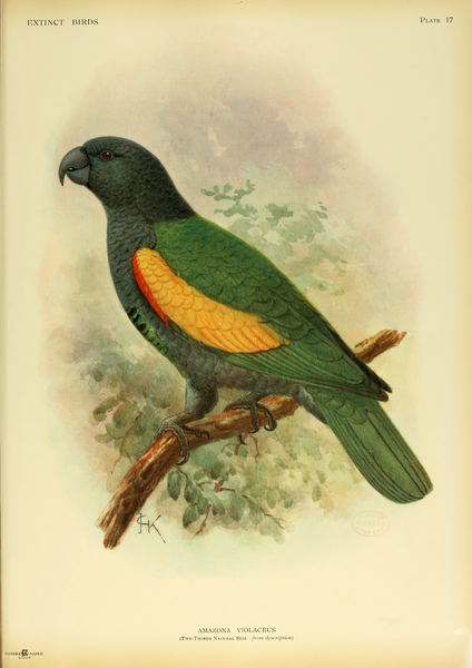 424px-Extinctbirds1907_P17_Amazona_.png