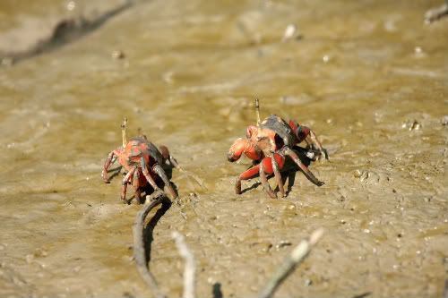 Crab 1