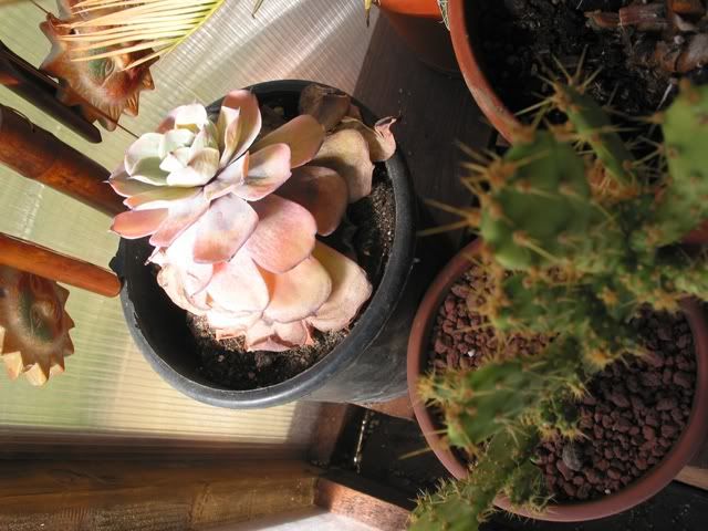 00marzo2010008.jpg