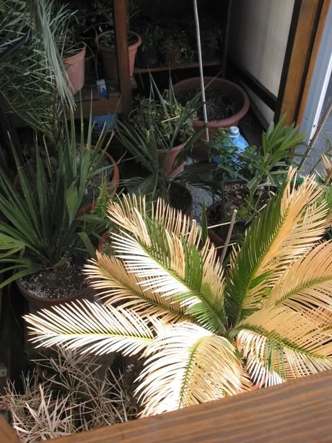 00marzo2010028.jpg