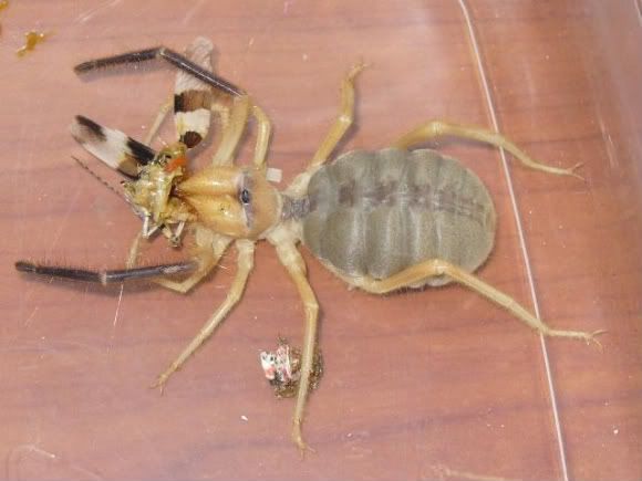 biggest camel spider in world. dresses whatkills: camel spider bite iggest camel spider in world.