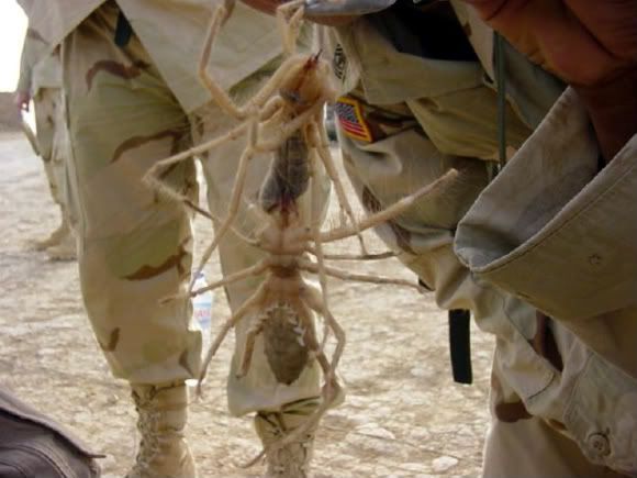These camel spiders are 2 of biggest camel spider in world. These camel spiders are 2 of
