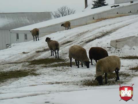 Lancaster PA Real Estate - Winter Wonderland P1360442.jpg Lancaster PA Real Estate - Winter Wonderland picture by vkdesigns