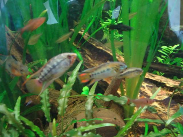 3especies.jpg