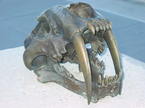 Tigre o león dientes de sable Tigre o león dientes de sable
