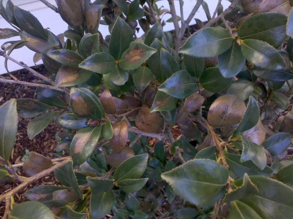 Yuletide Camellia dropping buds