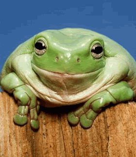 Grenouille affreuse
