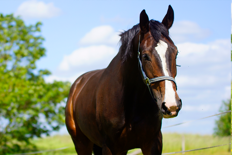 Gewoon Een Blij Paard • Bokt.nl