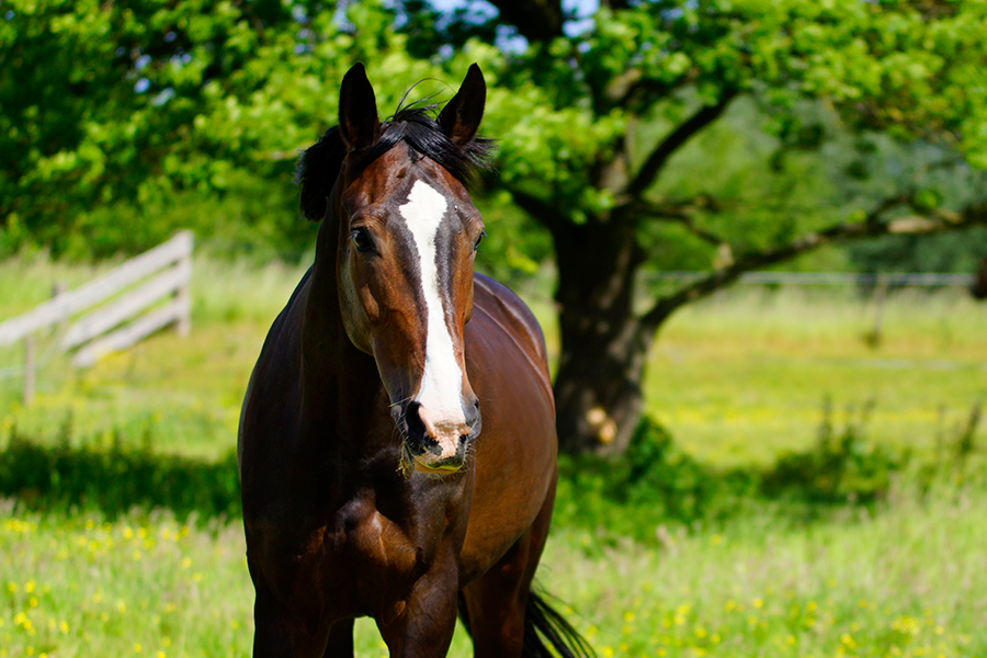 Gewoon Een Blij Paard • Bokt.nl