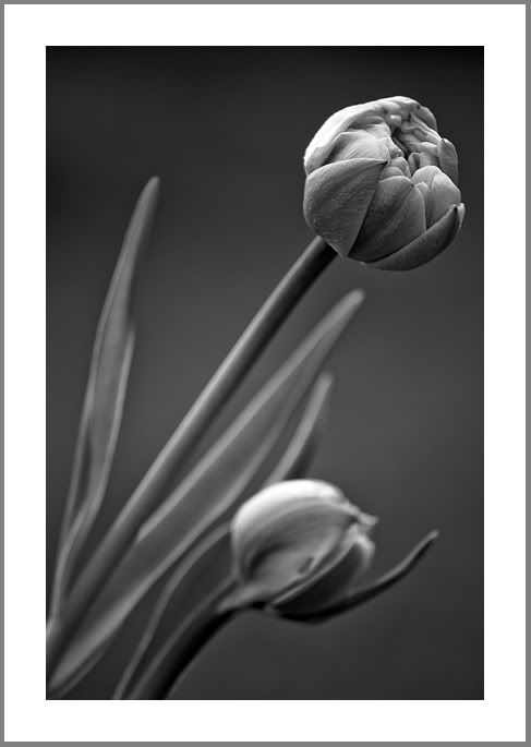 Fotografie