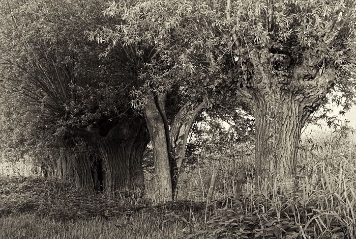 Fotografie
