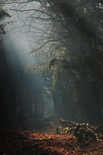 Fotografie
