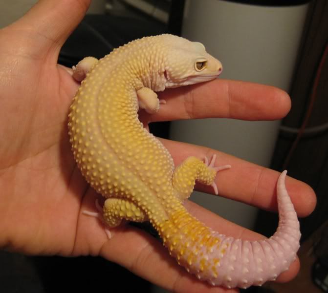 20081114leo.jpg