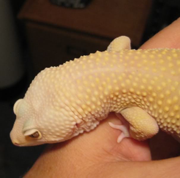 20081114leo1.jpg