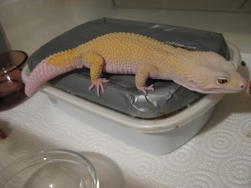20081114leo2.jpg