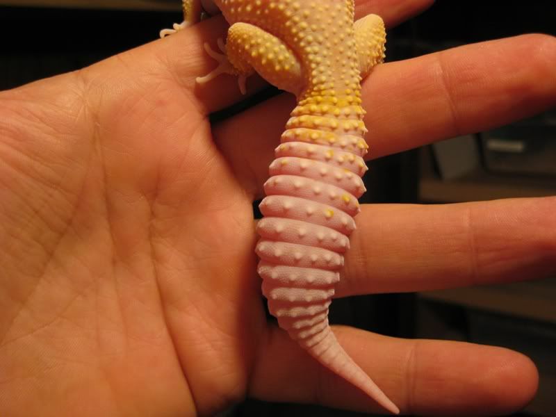 20081114lizzy5.jpg
