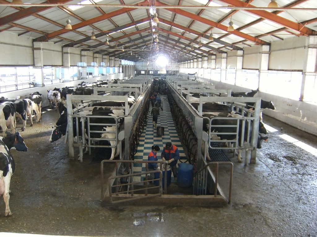Immagine026.jpg dairy1 5000 cow farm 50 unit rapid exit image by jarrodziemer