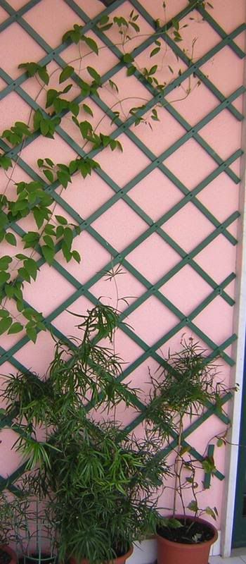 asparago2007.jpg