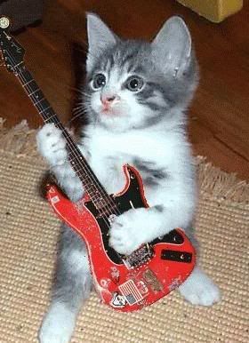 kucing main gitar