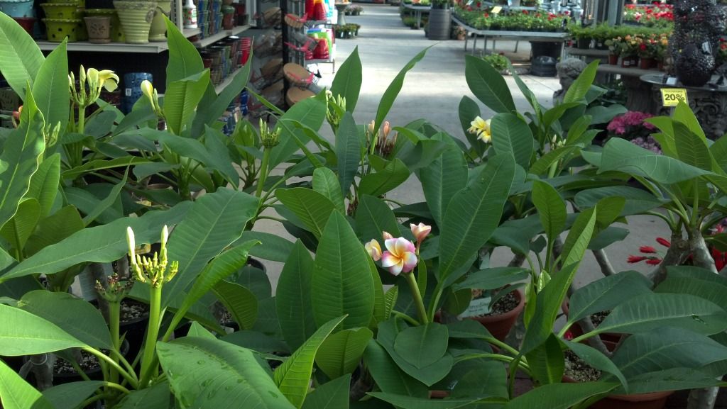 Jungle Jack plumeria plants found in Oklahoma