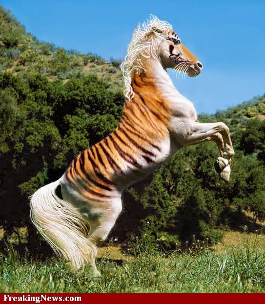 tiger-horse--9254.jpg
