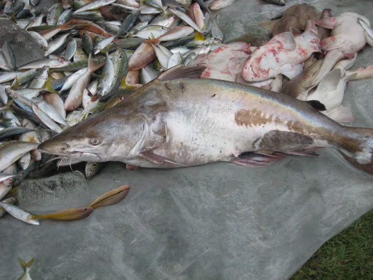 Ikan Mayong aka Ikan Duri