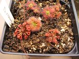 Drosera nitidula x pulchella root rot