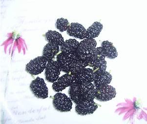 Morus,Mulberry Tree,Morus alba,Black Mulberry,Black Mulberry,Red Mulberry,White Mulberry,Morus nigra,Morus rubra,http://trava-murava-monthblogspotcom.blogspot.com/