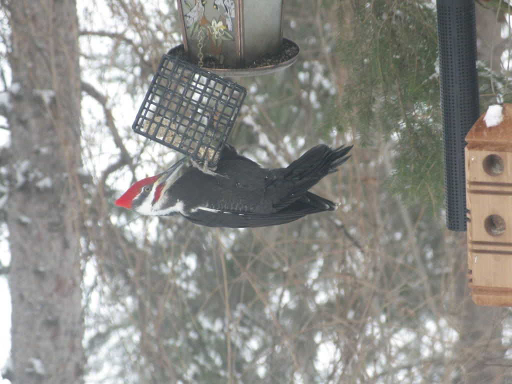 Male Pileated Woodpecker