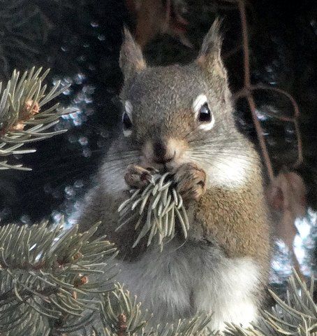 photo squirrel010_zps89f80689.jpg