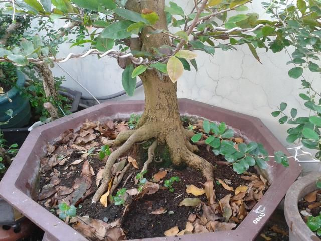 BÌNH THẠNH_Cần bán Mai Vàng và Linh sam - 5