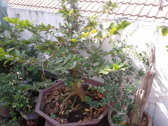 BÌNH THẠNH_Cần bán Mai Vàng và Linh sam - 4