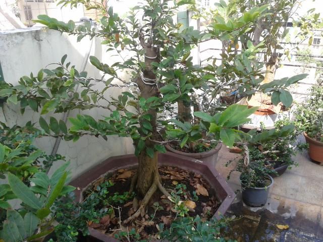 BÌNH THẠNH_Cần bán Mai Vàng và Linh sam - 3