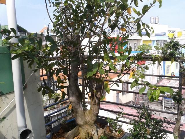 BÌNH THẠNH_Cần bán Mai Vàng và Linh sam