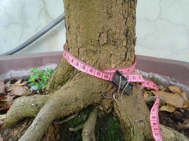 BÌNH THẠNH_Cần bán Mai Vàng và Linh sam - 6