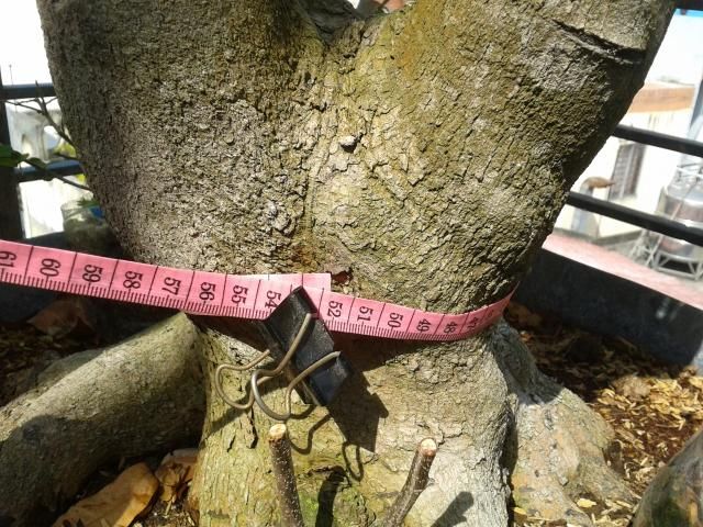 BÌNH THẠNH_Cần bán Mai Vàng và Linh sam - 1