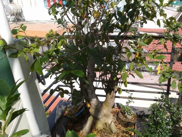 BÌNH THẠNH_Cần bán Mai Vàng và Linh sam - 2