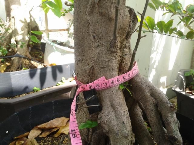 BÌNH THẠNH_Cần bán Mai Vàng và Linh sam - 9