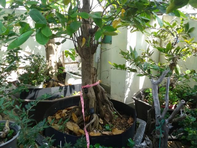 BÌNH THẠNH_Cần bán Mai Vàng và Linh sam - 8