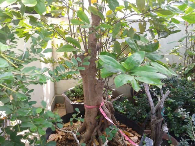 BÌNH THẠNH_Cần bán Mai Vàng và Linh sam - 7