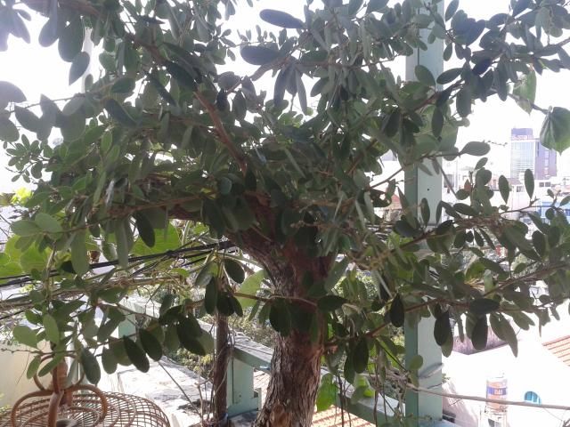 BÌNH THẠNH_Cần bán Mai Vàng và Linh sam - 10