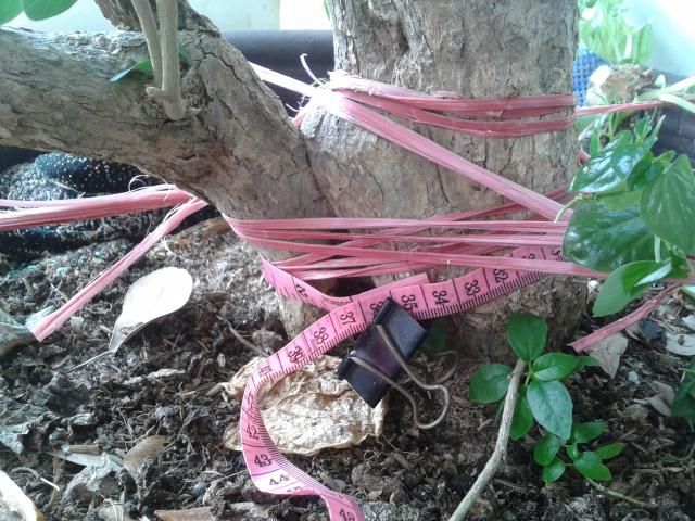 BÌNH THẠNH_Cần bán Mai Vàng và Linh sam - 11