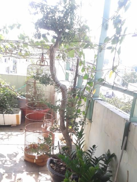 BÌNH THẠNH_Cần bán Mai Vàng và Linh sam - 12