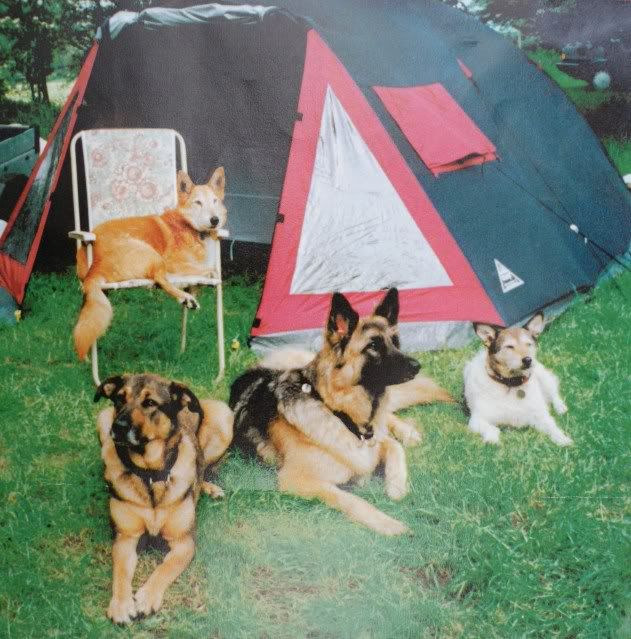 campingdogs.jpg