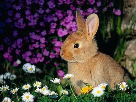 imagenes-animales-conejo.jpg KoNejItO image by apostol_michello