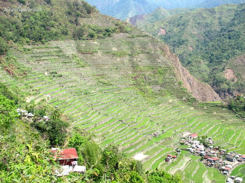 Batad Rice terraces,Philippine mountains,Luzon,Philippines