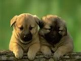th_Dogs-001smaller.jpg