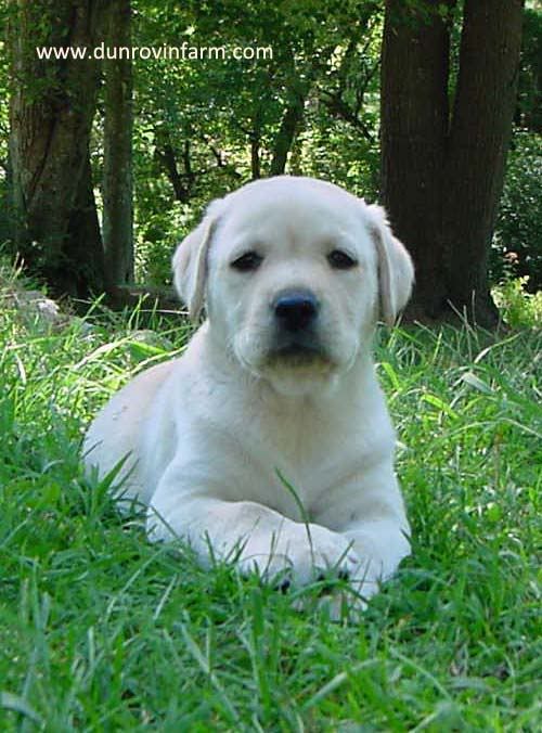 Labrador Retriever Puppy Pictures, Images and Photos