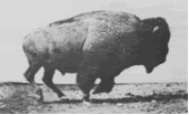 buffalo.gif Buffelo image by  elocmoz